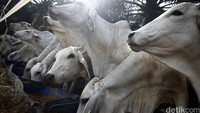 Sapi sebanyak 5.000 ekor tersebut berasal dari Bali dan Australia.