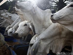 Panen Pedet di Kabupaten Bone, Mentan: 3 Juta Ternak 2017 Bisa Tercapai