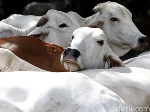 Anak Usaha Toyota Bikin Peternakan Sapi di Sukabumi