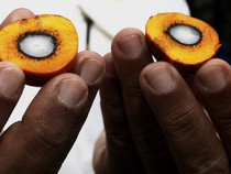 Bahlil Mau Genjot BBM Sawit B60, Pengusaha Wanti-wanti Ini
