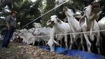 SSMS Ternakkan Sapi di Kebun Sawit