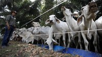 Pengembangbiakan sapi ini dilakukan di Kebun kelapa sawit.