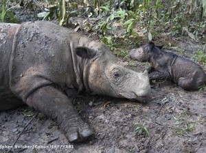 Badak Sumatera Ratu Lahirkan Bayi Betina di TN Way Kambas Lampung