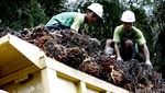 Mengunjungi Kebun Sawit Milik PT SSMS