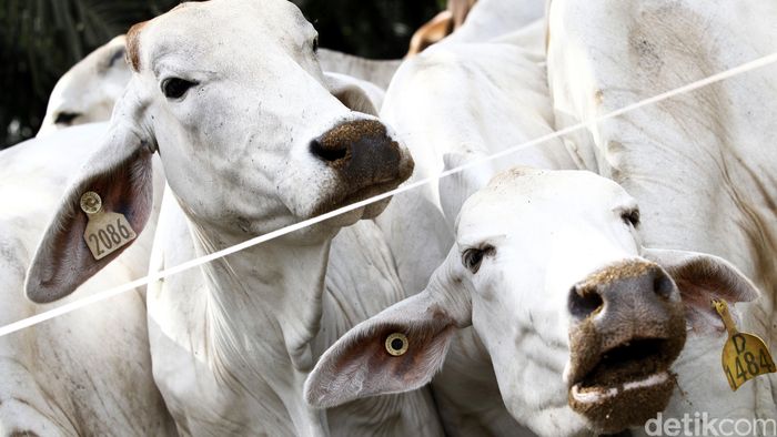 Siap Siap 30 Ribu Ekor Sapi Meksiko Masuk Ri