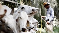 Seorang pekerja peternakan tampak mengawasi sapi di kawasan peternakan sapi di perkebunan PT SSMS, Pangkalan Bun, Kalimantan Tengah (11/05/2016).