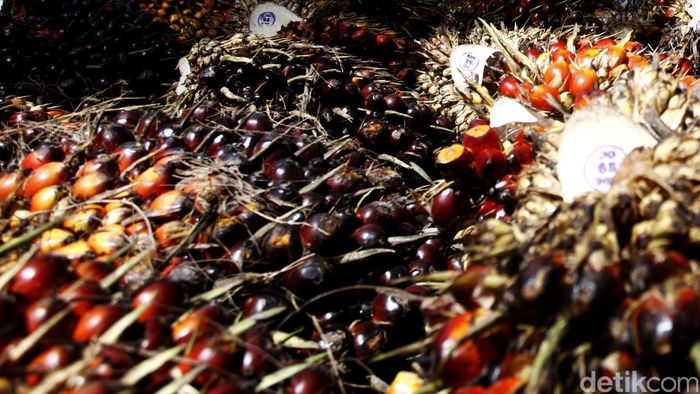 Buah Sawit Buah Sawit, biji Sawit, Ilustrasi Sawit, Kebun Sawit. Reno/detikcom.