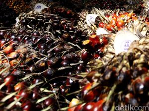Harga CPO di Sumut Menguat Pekan Ini, TBS Sawit Naik Tipis