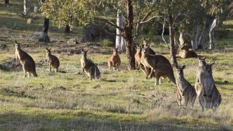 Kawanan kanguru di kawasan Pinnacle Reserve