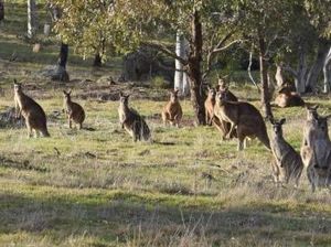 Saat Kota Kecil di Australia Dikuasai Gerombolan Kanguru