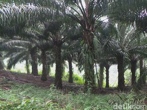 Pansus: 513 Perusahaan Perkebunan Sawit di Riau Menyalahi Izin