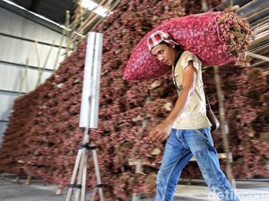 Ditawar Kemurahan, Petani Malas Jual Bawang Merah ke Bulog