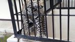 Tingkah Lucu Thaba, Bayi Macan Tutul di Taman Safari Prigen