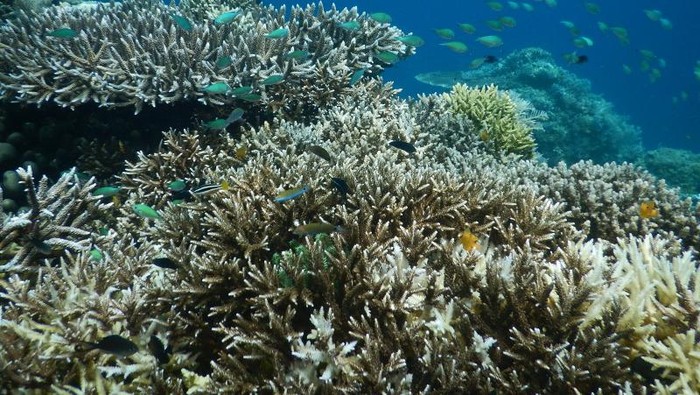 Bawah Laut Derawan yang Bikin Lupa Daratan
