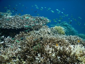 Bawah Laut Derawan yang Bikin Lupa Daratan