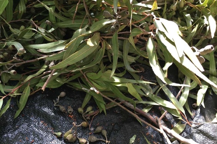 Koleksi Benih untuk Reforestasi Lahan Pertambangan Bisnis Baru di Australia