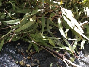 Koleksi Benih untuk Reforestasi Lahan Pertambangan Bisnis Baru di Australia