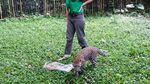 Tingkah Lucu Thaba, Bayi Macan Tutul di Taman Safari Prigen