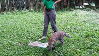 Foto: Karung goni sengaja disiapkan keepernya untuk dimainkan. Thaba senang mengejar karung goni kemanapun keepernya membawanya (Wahyu/detikTravel)