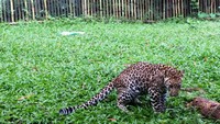 Foto: Thaba adalah bayi Macan Tutul Afrika yang lahir dari induk bernama Jalu dan Hely. Thaba lahir pada 27 Oktober 2015 silam, saat ini usianya sekitar 6 bulan (Wahyu/detikTravel)