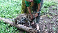 Foto: Salah satu wartawan menjadi korban kejahilan Thaba. Dia meloncat ke pangkuannya dengan gembira, tapi si wartawan tampak ketakutan (Wahyu/detikTravel)
