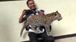 Tingkah Lucu Thaba, Bayi Macan Tutul di Taman Safari Prigen
