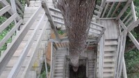 Canopy Bridge adalah jembatan kanopi yang terbuat dari kayu, yang dikenal juga dengan nama Jembatan Tajuk. Inilah tangga yang melingkar-lingkar untuk menuju jembatannya yang setinggi 30 meter (Afif/detikTravel)