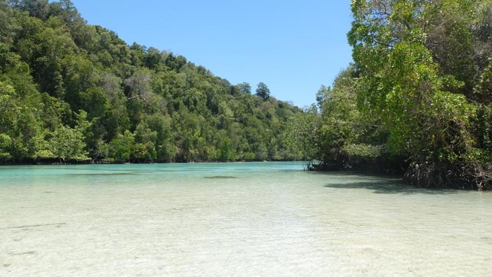 Danau dengan ubur-ubur tak menyengat
