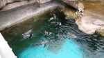 Tingkah Lucu Penguin di Taman Safari Prigen