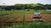Kebun teh ini bukan milik perusahaan, namun milik petani. Setiap keluarga petani mempunyai kebun teh yang luas untuk dikelola (Bagus/detikTravel)