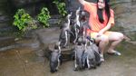 Tingkah Lucu Penguin di Taman Safari Prigen