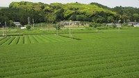 Suasana perkebunan teh di Shizuoka. Perkebunan teh ini banyak terdapat di pinggir kota yang berbukit di dekat bandara (Bagus/detikTravel)