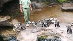 Tingkah Lucu Penguin di Taman Safari Prigen