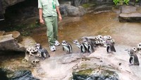 Foto: Traveler tidak perlu takut, karena akan ada keeper satwa yang menemani selama berinteraksi dengan penguin. Selama menuruti anjuran keeper, traveler akan tetap aman (Wahyu/detikTravel)