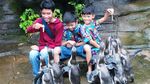 Tingkah Lucu Penguin di Taman Safari Prigen