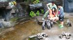 Tingkah Lucu Penguin di Taman Safari Prigen