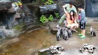 Foto: Traveler bisa berinteraksi dengan penguin jenis ini, bisa berfoto sekaligus memberi makan satwa tersebut dengan ikan-ikan kecil (Wahyu/detikTravel)