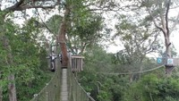 Layangkan pandangan ke kiri dan ke kanan, kita berada lebih tinggi dibanding pepohonan. Oh iya, jembatan ini sendiri melintasi 5 pohon. Jadi, kita akan berjalan dari satu pohon ke pohon lain (Afif/detikTravel)