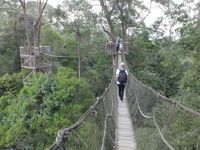 Canopy Bridge (Afif Farhan/detikTravel)
