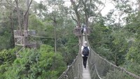 Canopy Bridge berada di Wisata Alam Bukit Bangkirai yang dikelola oleh PT Inhutani I. Lokasinya berada di Jalan Raya Soekarno-Hatta Km 38, Kecamatan Samboja, Kutai Kartanegara, Kaltim (Afif/detikTravel)