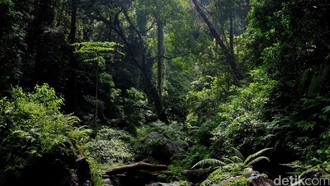 Pohon-pohon Tropis Tumbuhkan Akar Lebih Dalam, Serap Lebih Banyak Air