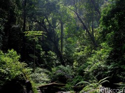 Pohon-pohon Tropis Tumbuhkan Akar Lebih Dalam, Serap Lebih Banyak Air