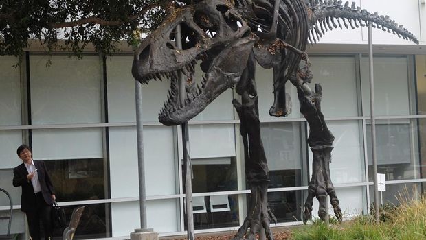 Fosil T-Rex di kantor Google, Mountain View, Amerika Serikat (fotografer: Achmad Rouzni Noor II/detikINET)