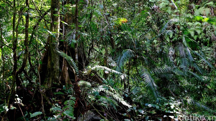 Ilustrasi hutan tropis