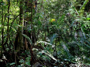 Jaga Hutan Konservasi Jadi Tantangan Bagi Indonesia
