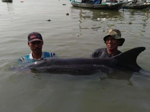 Disorientasi Penyebab Lumba-lumba Terdampar di Pesisir Nambangan