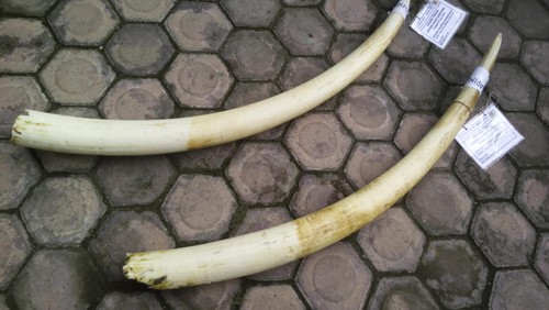 Gading gajah dimusnahkan di kantor Kehutanan Aceh, Senin 23 Mei 2016
