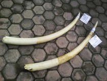 Gading Gajah untuk Mahar Pernikahan di Flores Timur Hilang