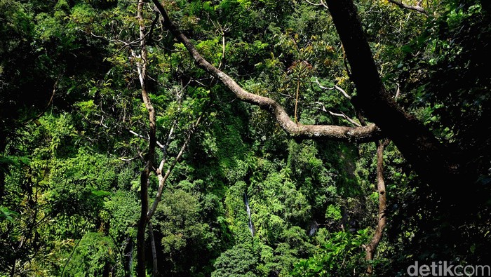 Ilustrasi hutan tropis