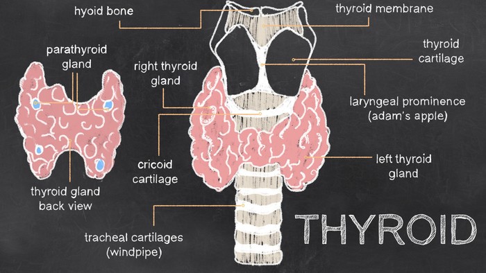 Ilustrasi tiroid. Foto: Thinkstock Ilustrasi tiroid. Foto: Thinkstock